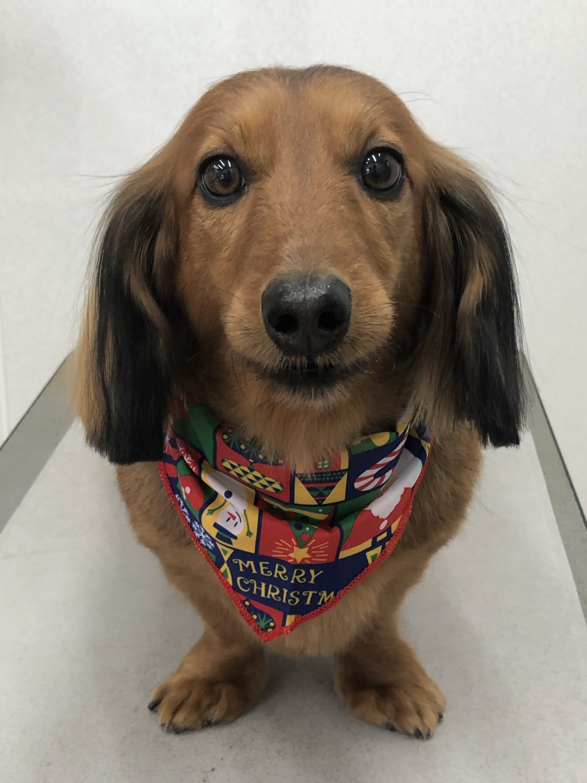 ☆ダックスのウィルくん⭐︎ - 三鷹、調布のトリミングサロン・ペット